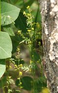 Plancia ëd Descurainia californica (A. Gray) O. E. Schulz