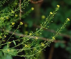 Plancia ëd Descurainia californica (A. Gray) O. E. Schulz