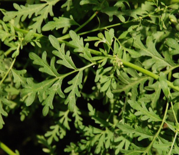 Plancia ëd Descurainia californica (A. Gray) O. E. Schulz