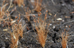 Image of Densetuft Hairsedge