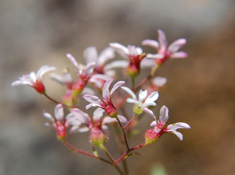 Image of coastal brookfoam