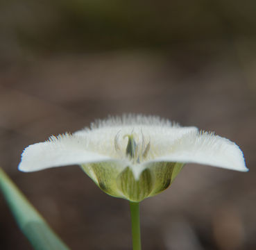 صورة Calochortus apiculatus Baker