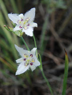 Image de Calochortus lyallii Baker