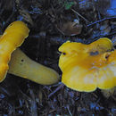 Image of Cantharellus formosus Corner 1966