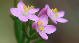 Image of Centaury