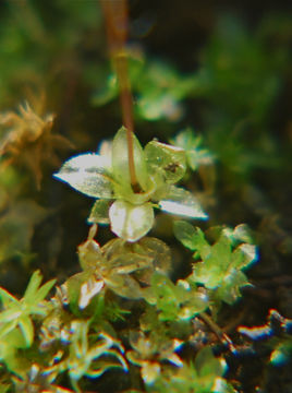 Image of entosthodon moss