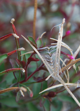 Image of pimpernel willowherb