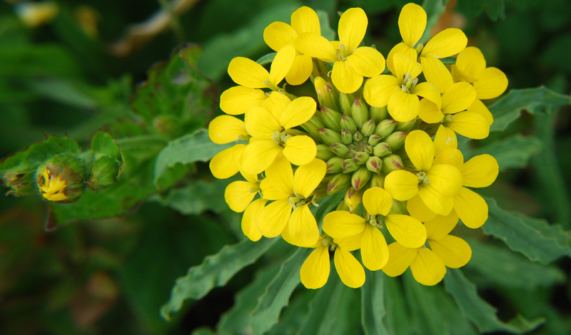 Image of <i>Erysimum arenicola</i> var. <i>torulosum</i>