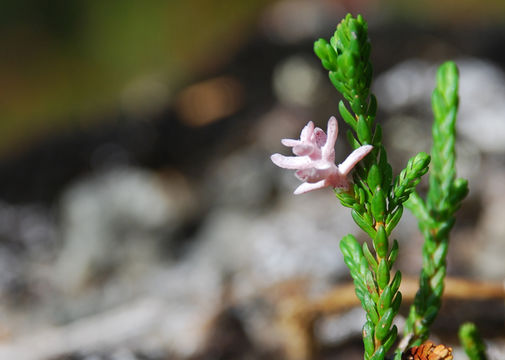 Слика од <i>Exobasidium cassiopes</i>