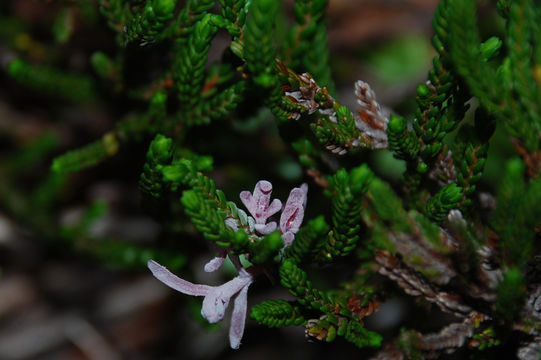 Image of <i>Exobasidium cassiopes</i>