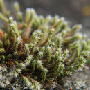 Image of Ciliate Hedwigia Moss
