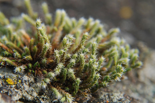 Image of Ciliate Hedwigia Moss