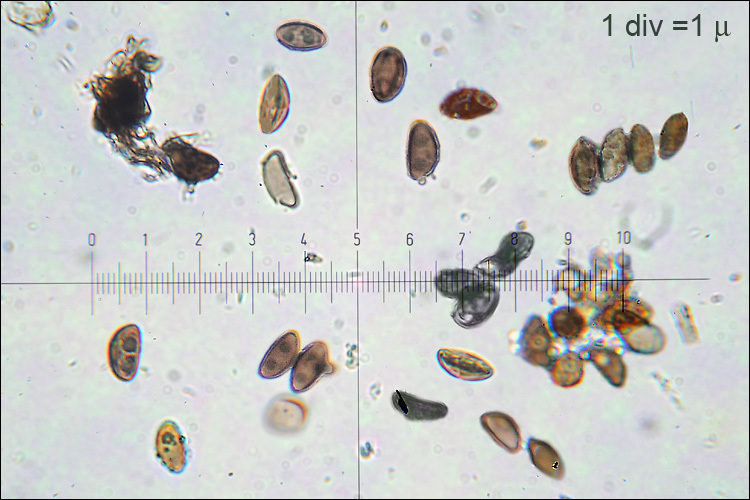 Image de Hypoxylon petriniae M. Stadler & J. Fourn. 2004