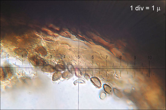 Image of Hypoxylon petriniae M. Stadler & J. Fourn. 2004