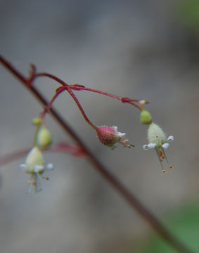 Image de Heuchera micrantha var. diversifolia (Rydb.) Rosend., Butters & Lakela