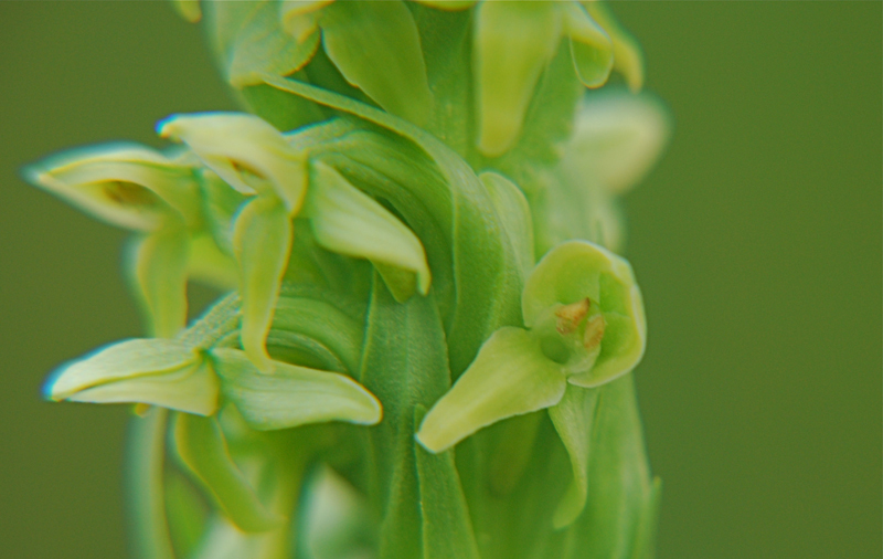 Image of Northern green orchid