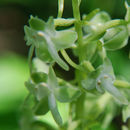 Platanthera orbiculata (Pursh) Lindl. resmi