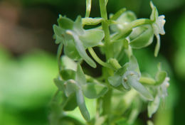 Platanthera orbiculata (Pursh) Lindl. resmi