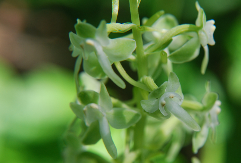 Image of Dinner-Plate Orchid