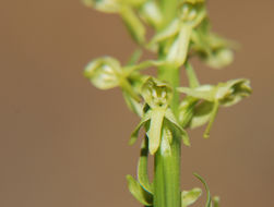 Слика од Platanthera stricta Lindl.