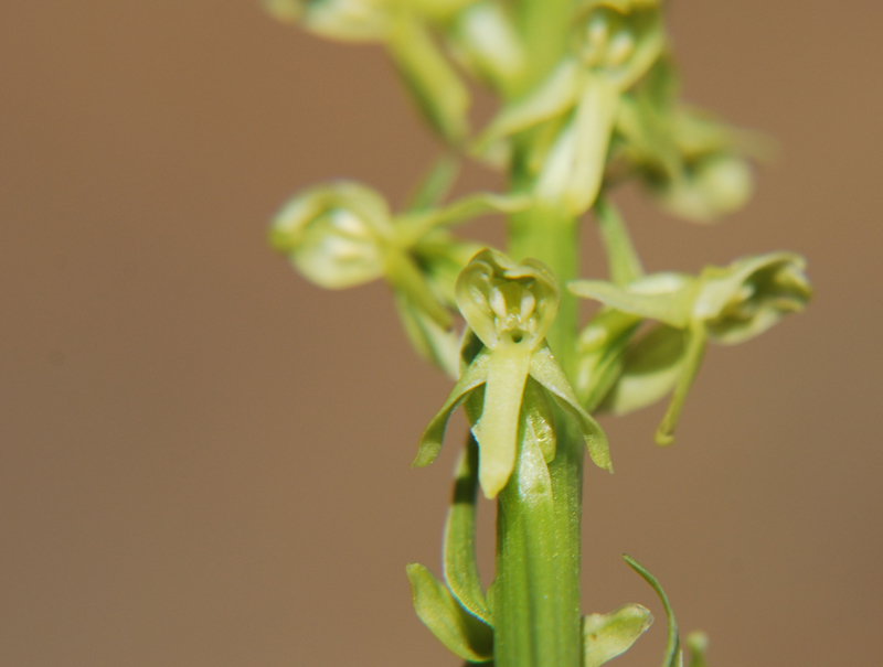 Imagem de Platanthera stricta Lindl.