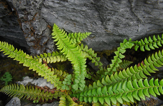 Image of holly fern