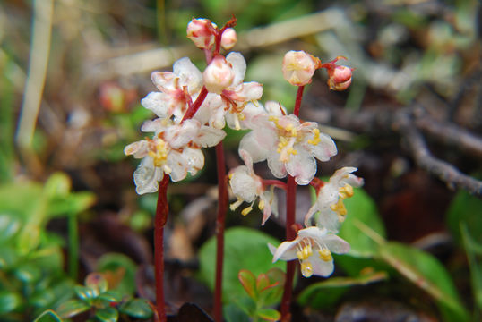 Image de Pyrola grandiflora Radius