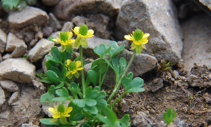 Image of Eschscholtz's buttercup