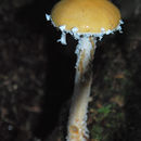 Image de Stropharia ambigua (Peck) Zeller 1914