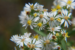Image of manyflowered aster