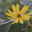 Image of Jerusalem artichoke