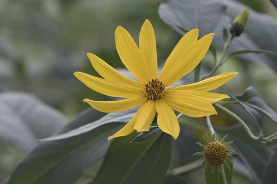 Image of Jerusalem artichoke