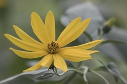 Image of Jerusalem artichoke