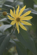 Image of Jerusalem artichoke