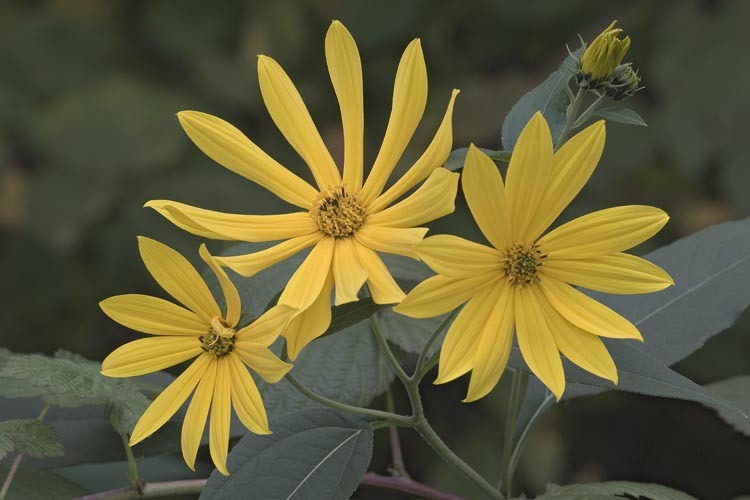 Image of Jerusalem artichoke