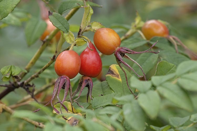 Image of Amur rose