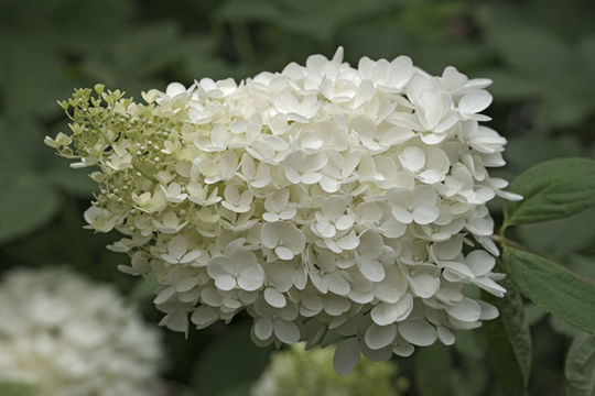 Image of panicled hydrangea