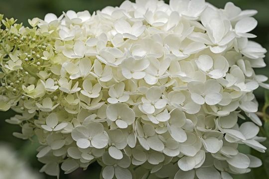 Image of panicled hydrangea