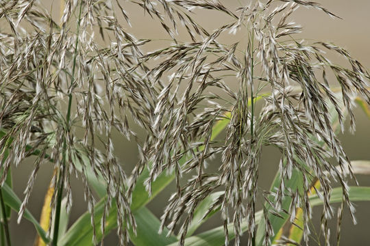 Image of common reed
