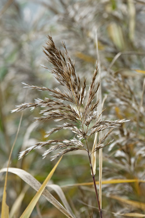 Image of common reed
