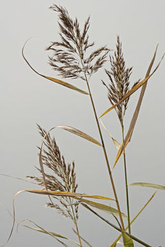 Image of common reed