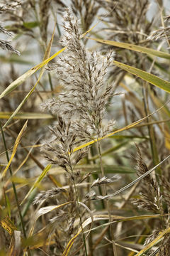 Image of common reed