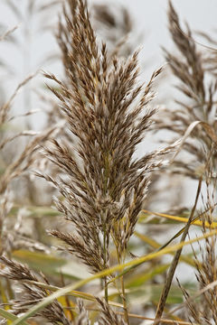 Image of common reed