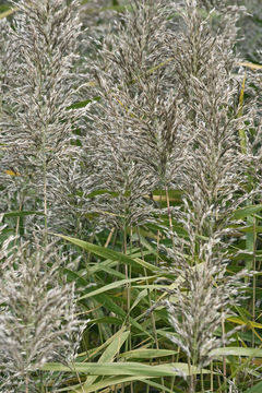 Image of common reed