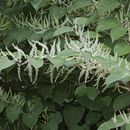 Image of Giant Knotweed