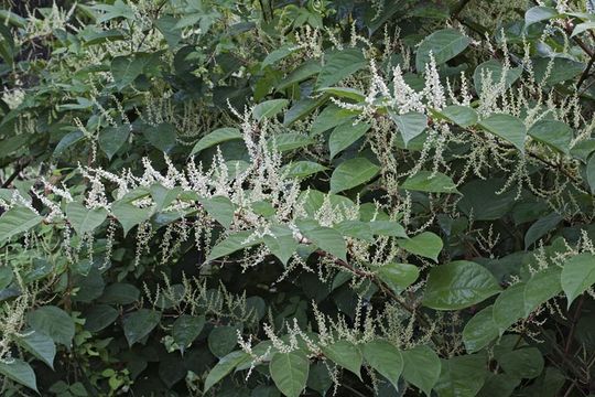 Image of Giant Knotweed