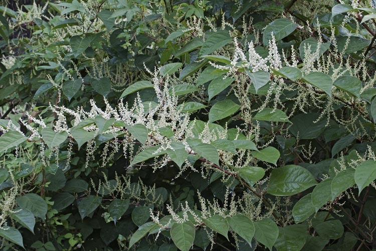 Plancia ëd Reynoutria sachalinensis (Friedrich Schmidt Petrop.) Nakai