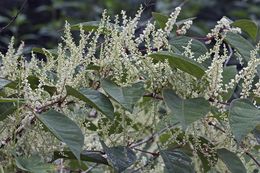 Plancia ëd Reynoutria sachalinensis (Friedrich Schmidt Petrop.) Nakai