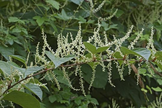 Image of Giant Knotweed