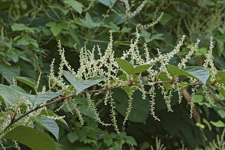 Plancia ëd Reynoutria sachalinensis (Friedrich Schmidt Petrop.) Nakai